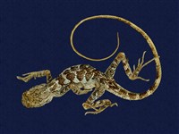 藏品(斯文豪氏攀蜥)的圖片